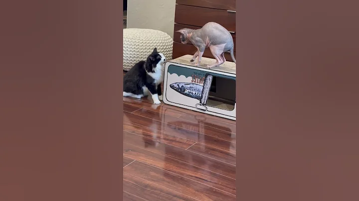 Video 3242711: cat pets fight, cat fight animals, hairless cat