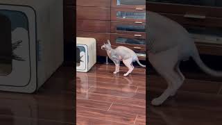 Hairless Cat Is Testing His Luck By Aggravating The Other Cat