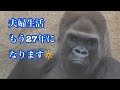 ゴリラ🦍  Gorilla Winston and Kamilah 💗🔆　長年夫婦ウィンストンとカミラ🍎🥭