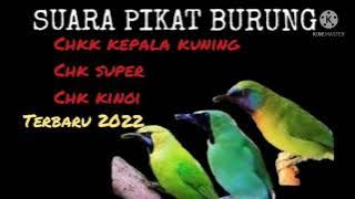Mp3 chkk ribut. cocok buat suara pikat burung hutan. trbaru 2022