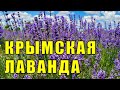 Новое лавандовое поле в Крыму, которое ещё никто не показывал. Джанкойский район, село Яркое.