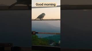#BirdLovers#BirdWatcher#BirdPhotography#BirdLife#BirdsDaily#BirdVibes#NatureLover