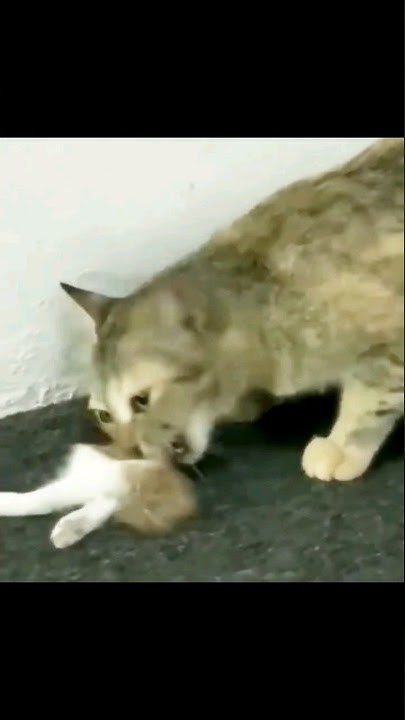 how-do-cats-eat-their-babies-viral-shortvideo-catvideos-life-youtube
