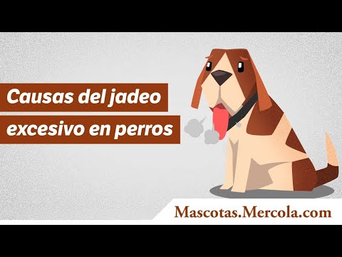 Video: 5 Señales De Que Su Perro Está Haciendo Demasiado Ejercicio