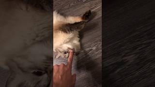 🐈 Мы с кошкой Мелиссой изучаем звуки. We are studying sounds with my cat Melissa #shorts