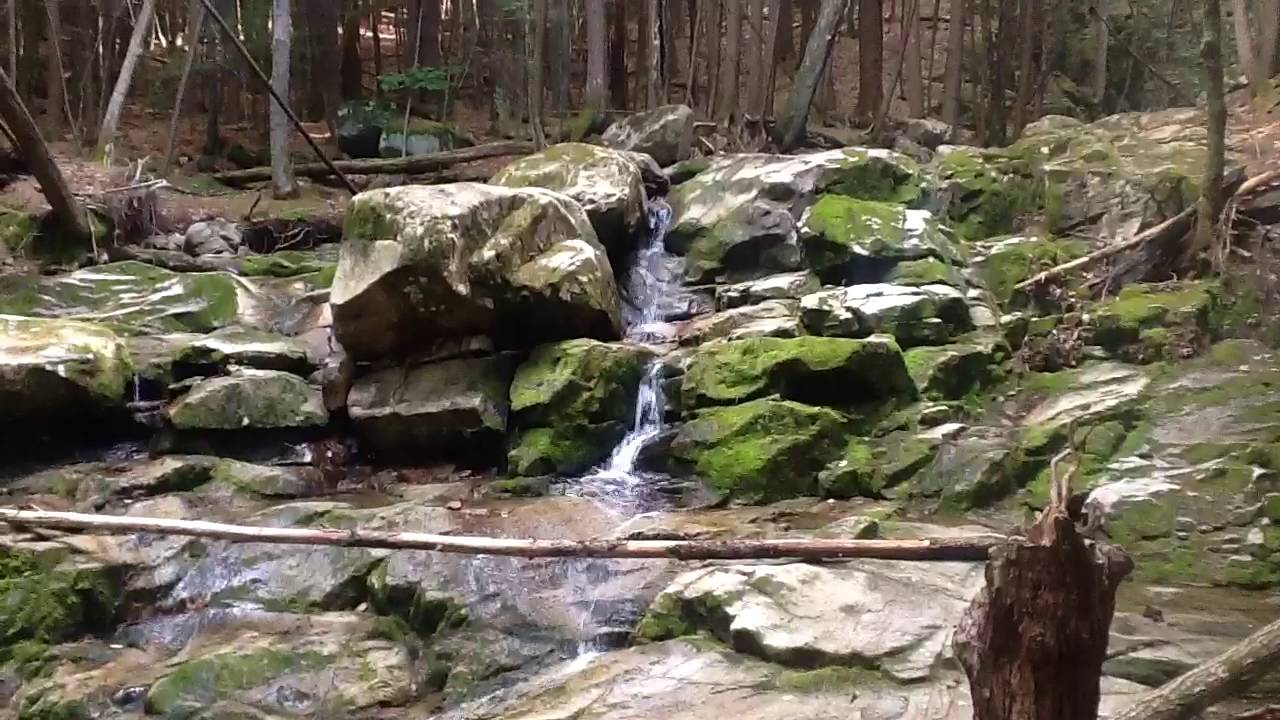 Foraging at Forty Foot Falls- Surrey, NH- Wild food and Medicine- Rewildyoursoul