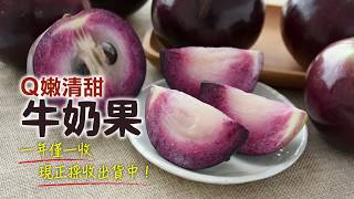 【今天吃什麼】稀有少見的牛奶果(星蘋果),3種吃法學起來
