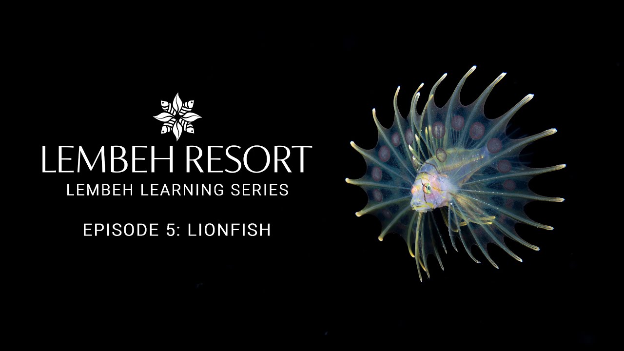 Lembeh Learning Series Episode 5 - Lionfish