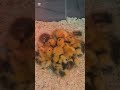 One-Day-Old Ducklings Being Adorable