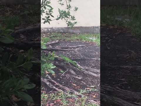 South Florida Wildlife