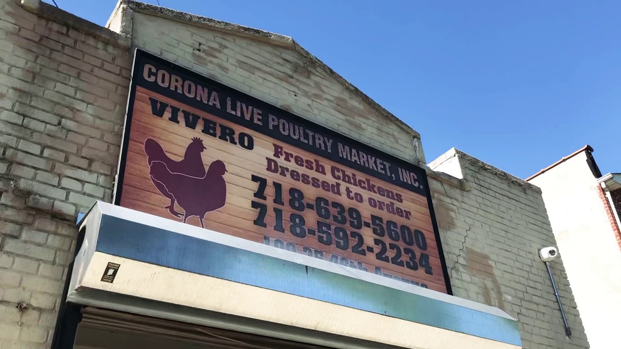 LIVE POULTRY In Queens New York Outside US Open Tennis Center Birds