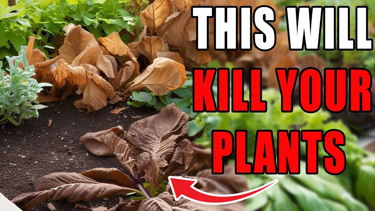 TOP REASONS YOUR PLANTS ARE DYING Why Do My Plants Keep Dying? YouTube