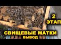 Свищевые матки. 2 этап вывода.