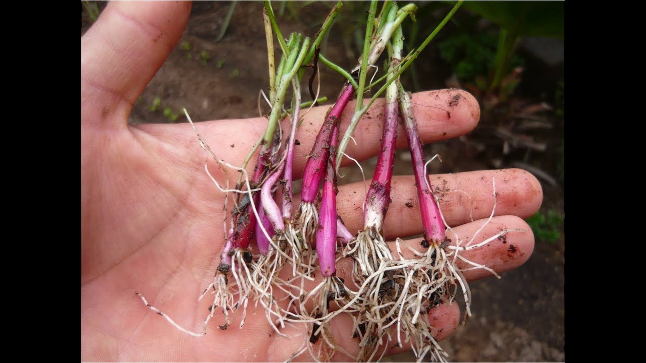 COMO SEMBRAR ALMÁCIGOS DE CEBOLLA ROJA YouTube