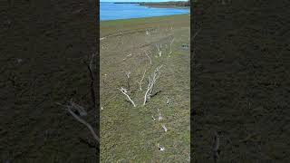 Tsunami Ghost Forest and Chevron Dune Evidence