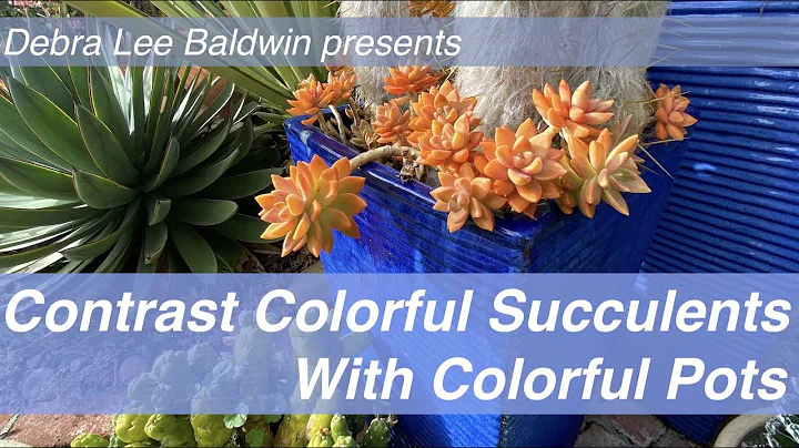 Contrast Colorful Succulents with Colorful Pots #s...