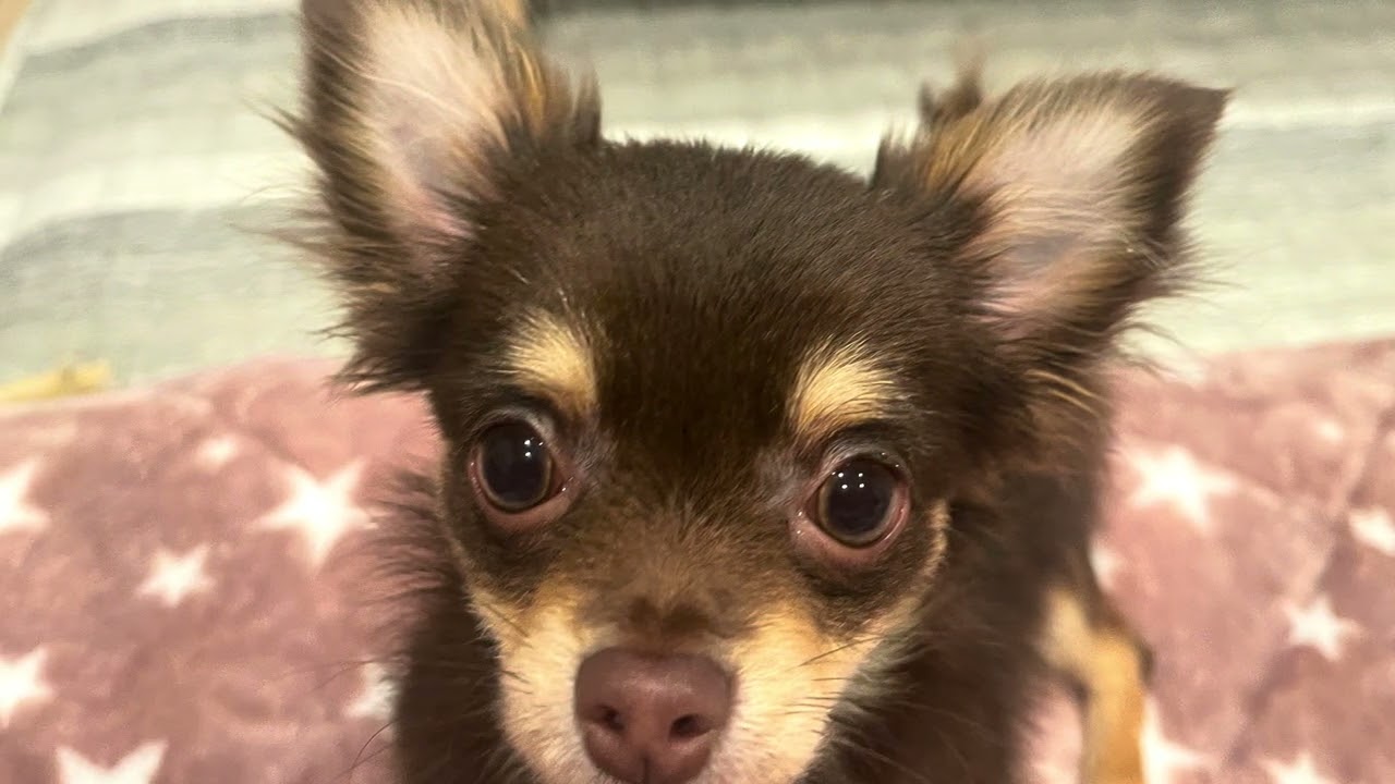 もずく🐶思い出✨