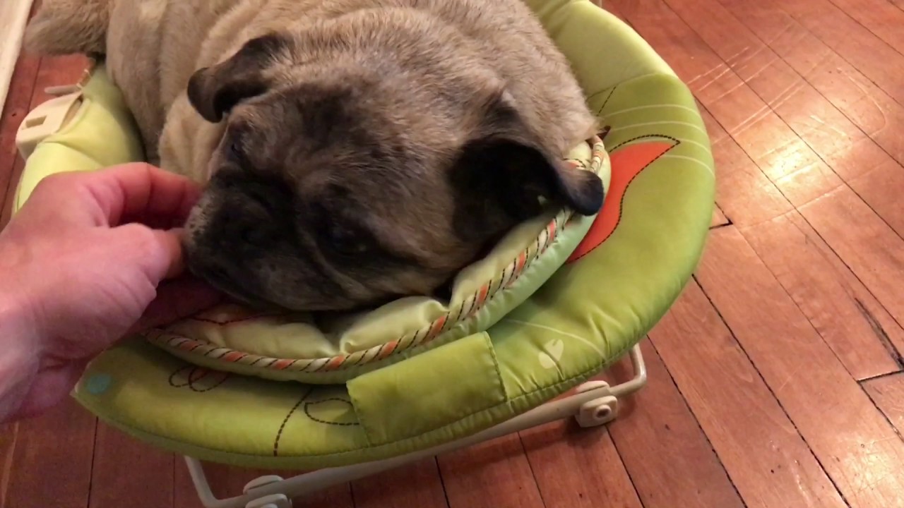 Our blind pug has misappropriated our newborn's baby seat