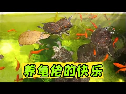 女龟友的一米四室外龟缸养了哪些龟？清澈见底养龟人的极致享受！