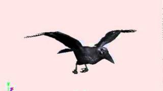 crow flap