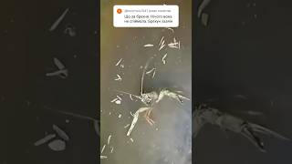 Рак ловиться так #топ #shorts  🤣🤣🤣