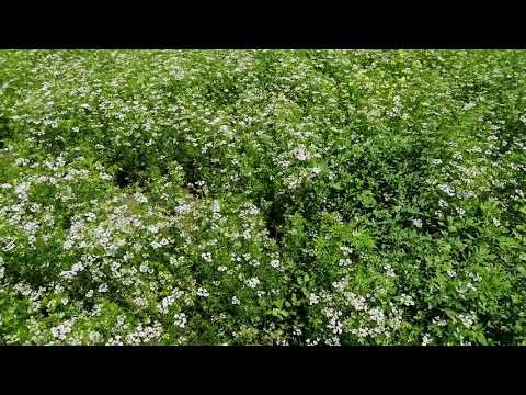 Кориандр зацвел!