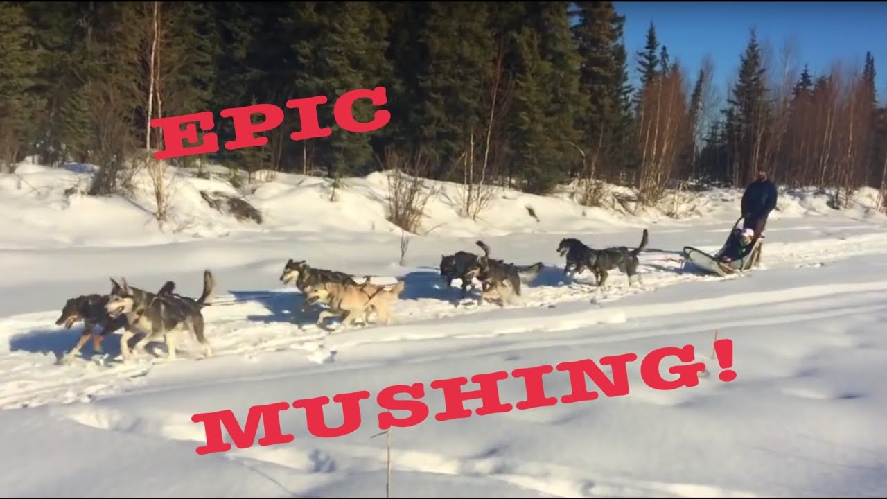 Alaskan Dog Mushing! YouTube