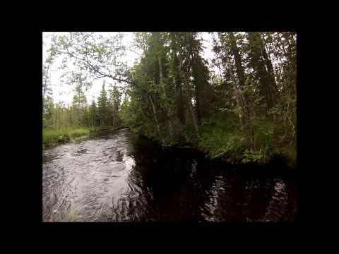 Bäckörings fiske i