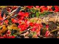 Bortir Bill Birding | Part 2 | Birds on Shimul Flower | বর্তির বিল | Morning Forest Birds Call