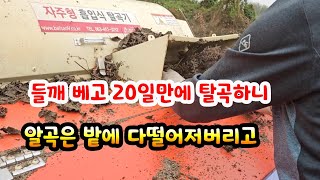 들깨를 베고 밭에 깔아 말린지 20일 지나서 탈곡한 농부 수확량  삼분의일(개털) 되었다