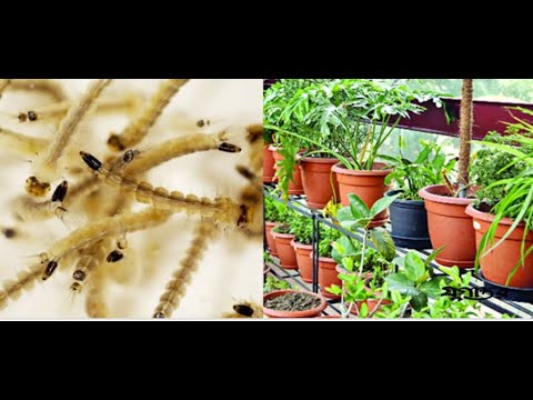 ডেঙ্গু প্রতিরোধ এবার শহরজুড়ে গাপ্পি মাছ ছাড়ছে কলকাতা পুরসভা