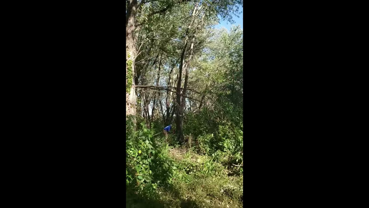 Guy gets crushed by tree. Widow-maker Fail (For licensing or usage, contact licensing@viralhog.com)