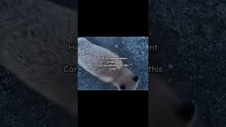 :3 subscribe #fox #catsofyoutube #ambient #musicproducer #sad #crying
