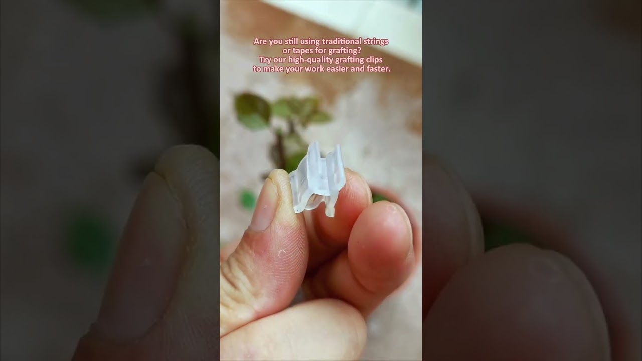 Grafting Clips for Garden Plants – Strong and Reusable Clips That Make Grafting Easy and Effective.