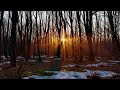 Winter Ambient - Melancholic - Soft Trees (Long Mix)