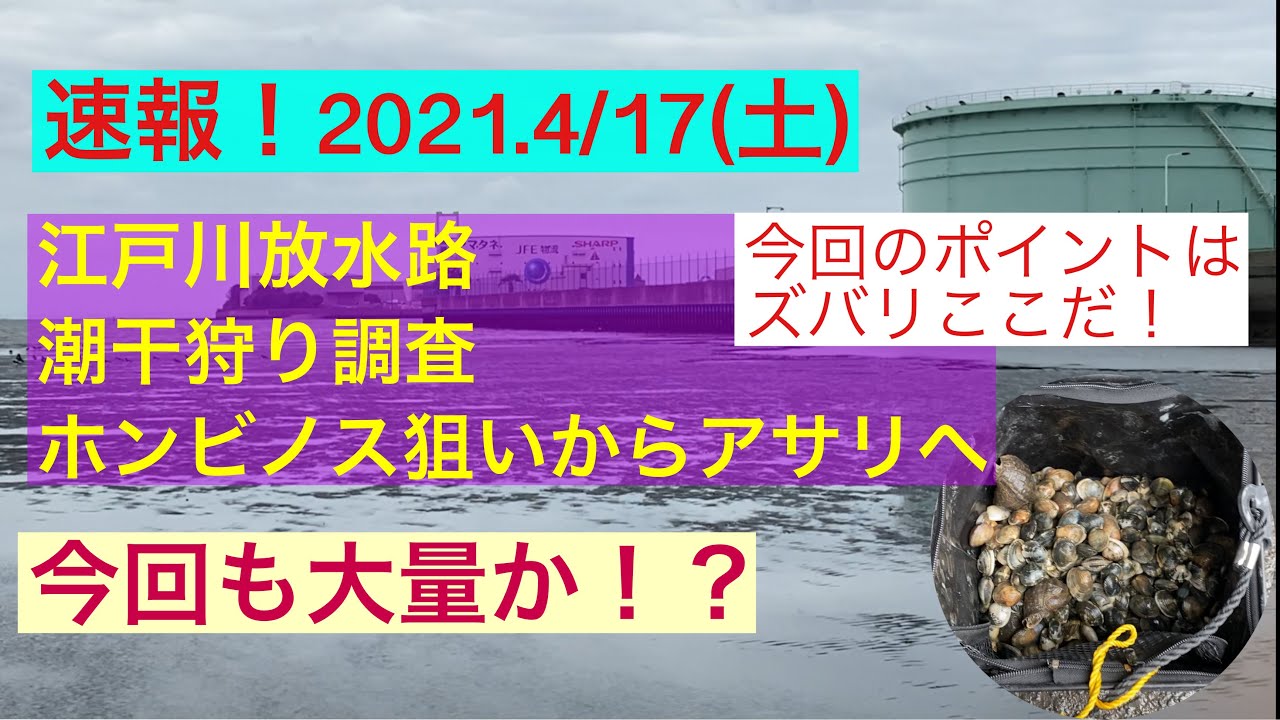 【2021.4/17】江戸川放水路潮干狩り！大量！大量！