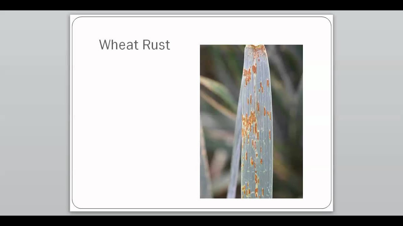 21-3 Ecology of Fungi