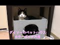 ダイソーのペットハウスに入る猫