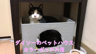ダイソーのペットハウスに入る猫