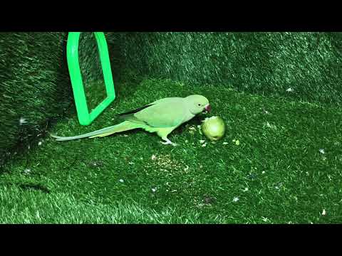 Ringneck Parrot 🦜 Full Long Video | मिट्ठू की प्यारी बातें, मस्ती और क्यूट मोमेंट्स ❤️#talkingparot🦜