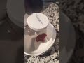 poop legos