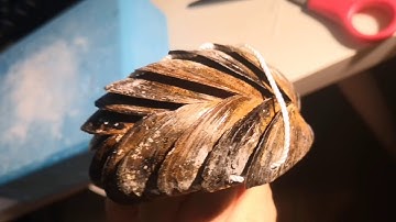 Architectural Ecologies Lab: Constructed Ecologies Fall 2020: Kaichen Lu: Mussel Shell Reef