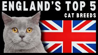 Purrfectly British  TOP 5 CAT BREEDS IN ENGLAND