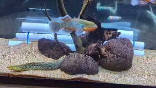 Freshwater Tiger Moray Eel updates & Snakehead Gudgeons!!