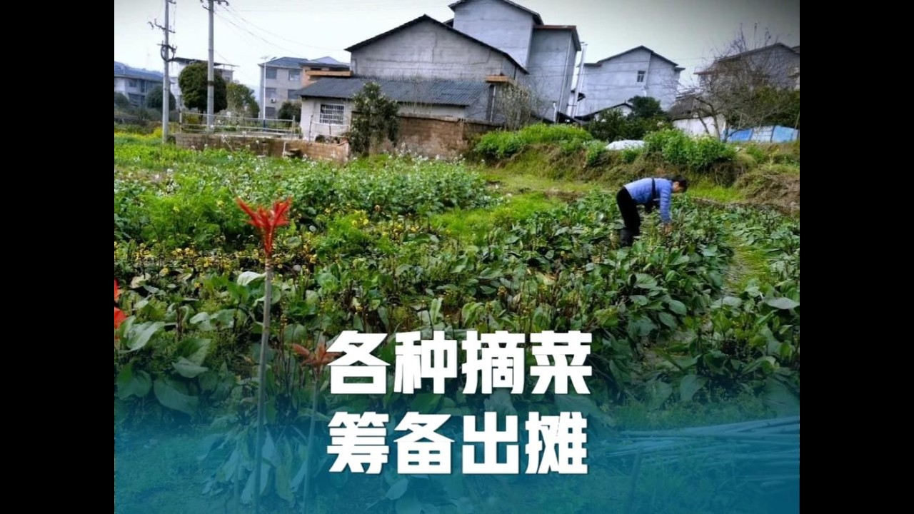 各种摘菜的一天，沉浸在花的世界心情格外美好，筹备明天出摊！