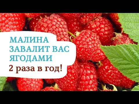 Все секреты выращивания ремонтантной малины