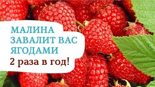 Все секреты выращивания ремонтантной малины