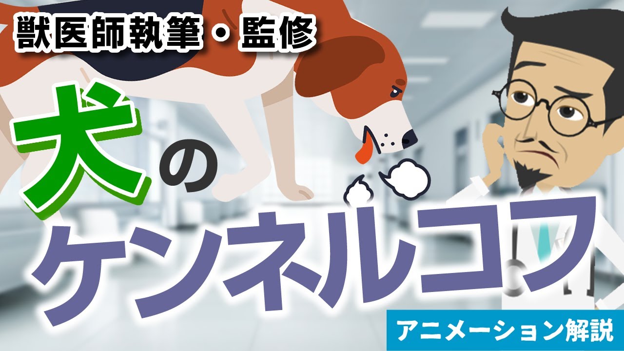 犬のケンネルコフについて【獣医師執筆監修】症状から治療方法