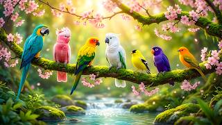 Gentle Piano & Soft Birdsong for Stress Relief 🌿 Better Focus & Emotional Healing screenshot 1