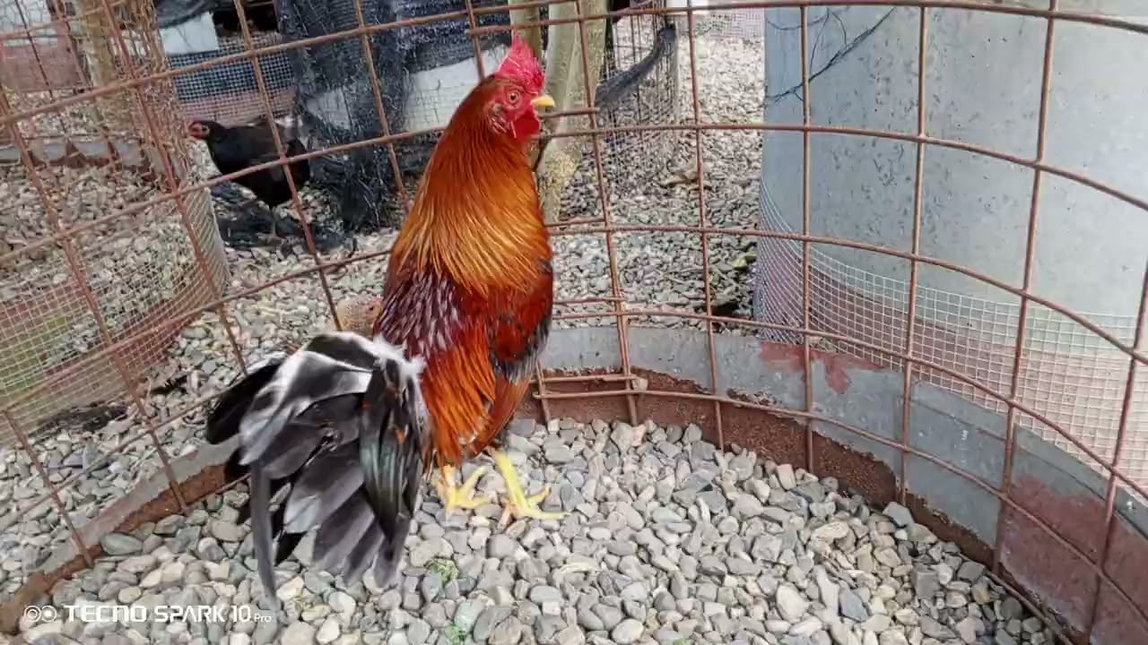 Té interesan llámame 809 424 2174